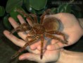 /album/fotogaleria/theraphosa-blondi-3-foto-jpg/